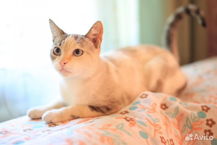 Красивая ласковая кошка ищет дом