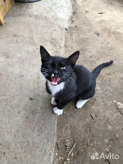 Котенок мальчик бесплатно