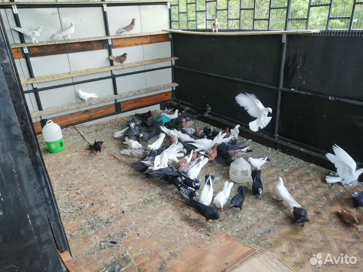 Голуби бакинские бойные