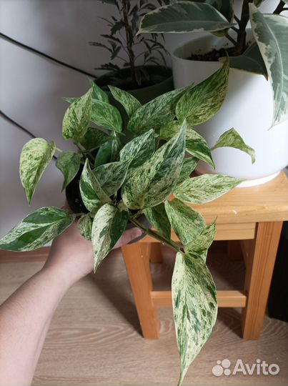 Сциндапсус марбл квин