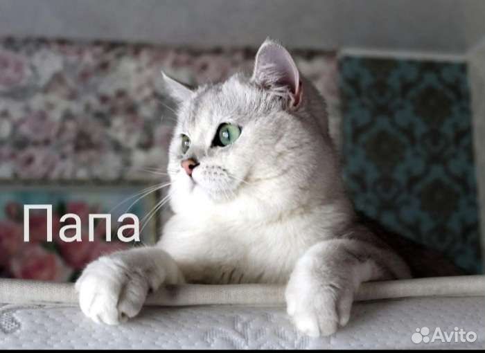 Котик британской серебристой шиншиллы