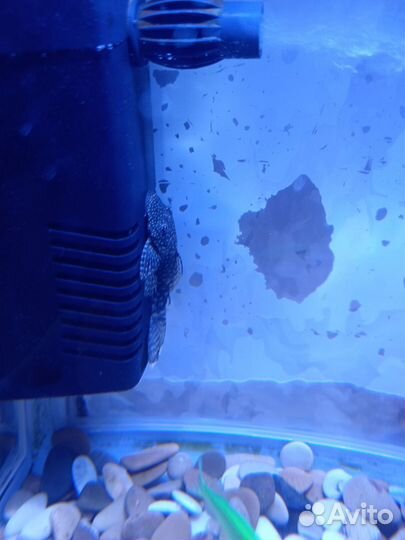 Рыбки и аквариум