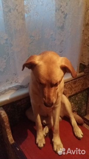 Собака в добрые руки