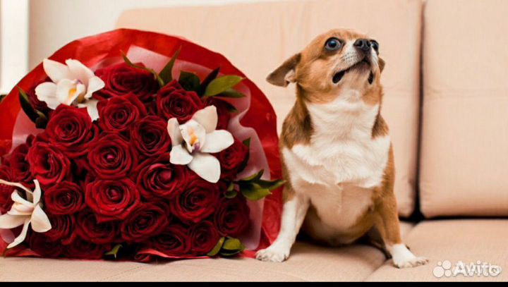 Чишка джентельмен