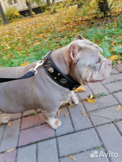 Кожаный ошейник Mesto