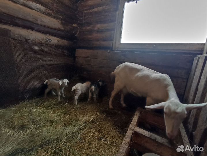 Коза с козлятами