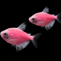 Тернеция glofish, меченосец тигр