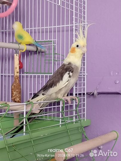 Попугай корелла девочка