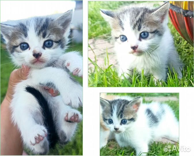 Котята ищут дом
