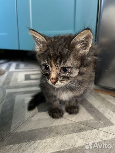 Котята в добрые руки бесплатно коты