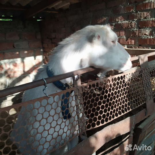 Коза на мясо