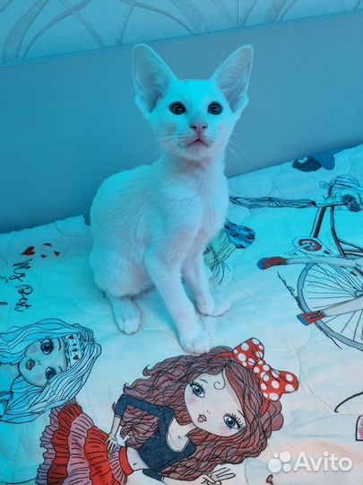 Ориентальная кошка