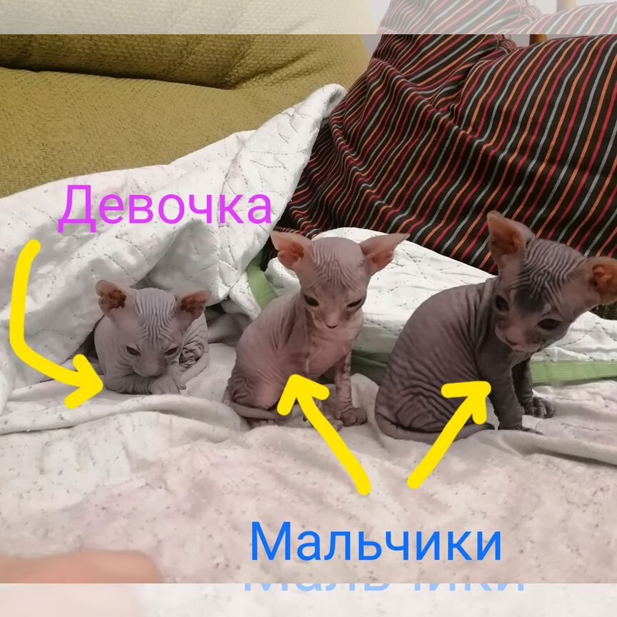 Донской сфинкс котята