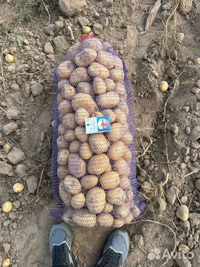 Картофель оптом