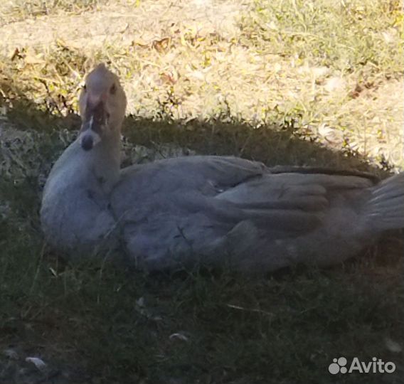 Мускусные утки, петушки