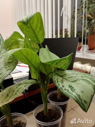 Аглаонема сильвер бей
