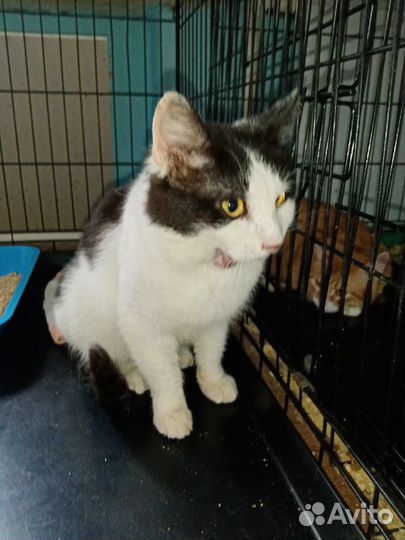 Упитанный котик Бокс