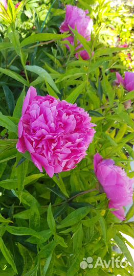 Пионы нежно-розового и ярко-розового цвета