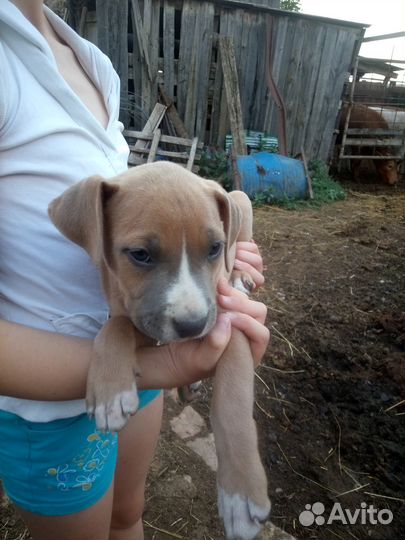 Щенки амстаффа