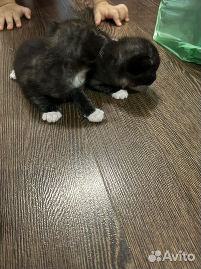 Котята от британской вислоухой кошки