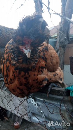 Павловское золото