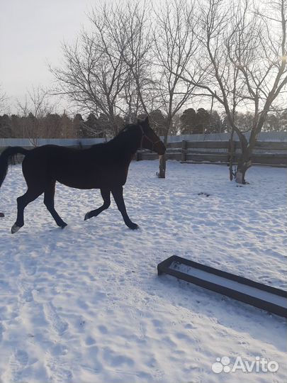 Американский рысистый