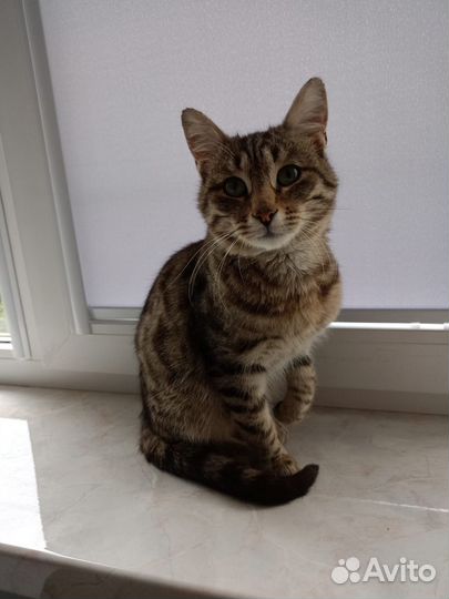 Котик молодой в добрые руки