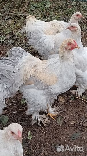 Петух брама