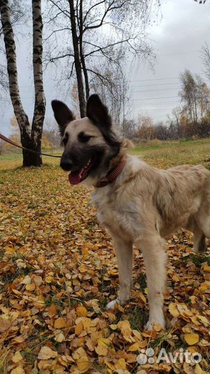 Собаки из приюта в дар