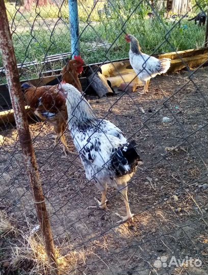 Петушки Доминант на племя