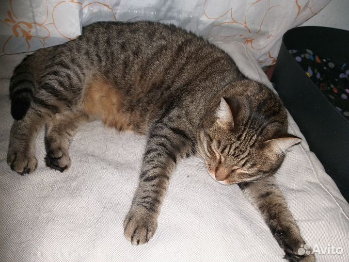 Кот Симба в добрые руки