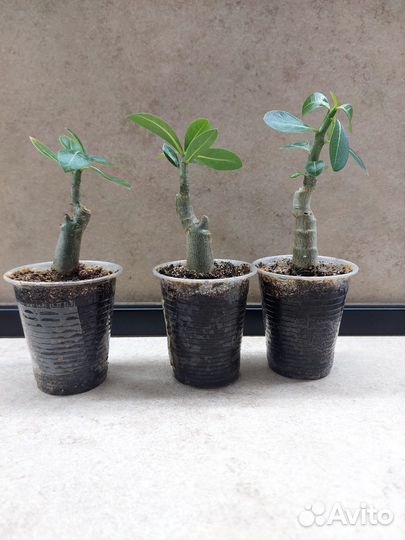 Комнатные цветы адениум