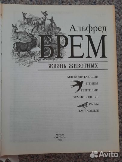 А. Брем 