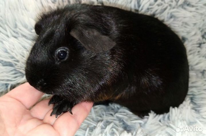 Морские свинки. Корм, стружка