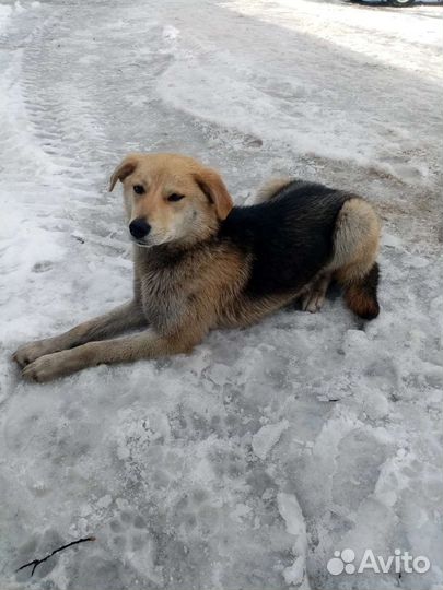 Собачка молоденькая