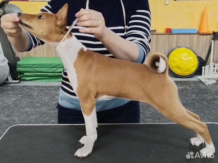 Щенки басенджи