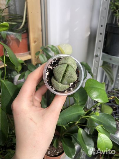 Плейоспилос Нелли