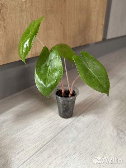 Алоказия пинк дракон