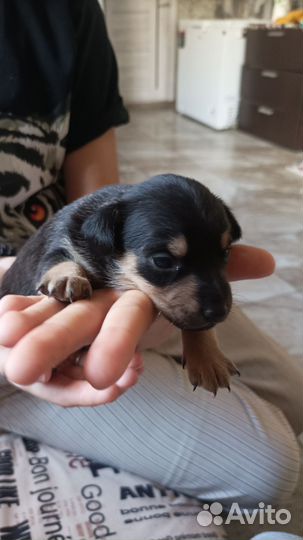 Той-терьер щенки