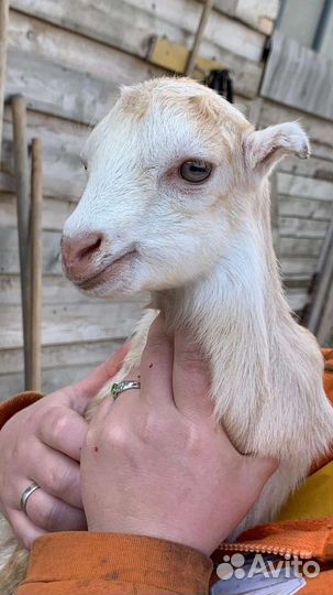 Чешская и нубийская козы