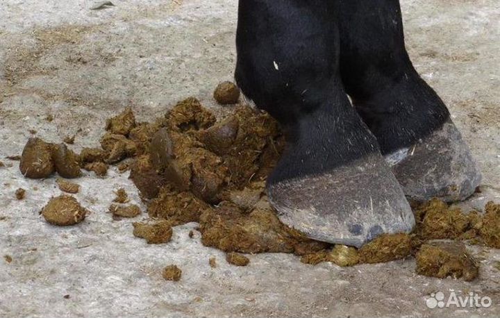 Конский навоз, перегной