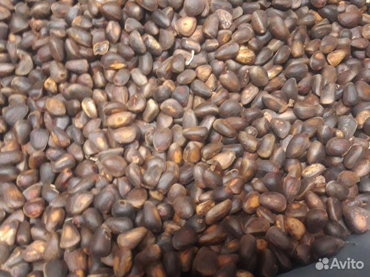 Орех кедровый