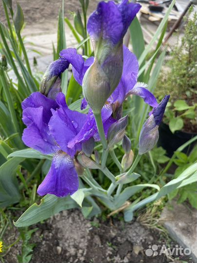 Ирис фиолетовый