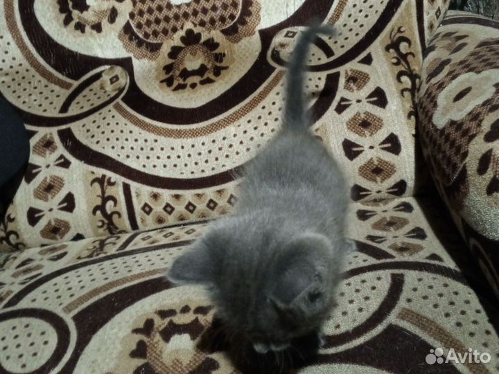 Котята