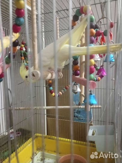 Попугай карелла с клеткой