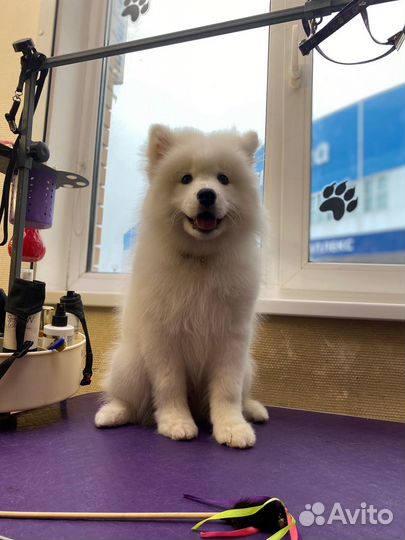 Самоедская лайка