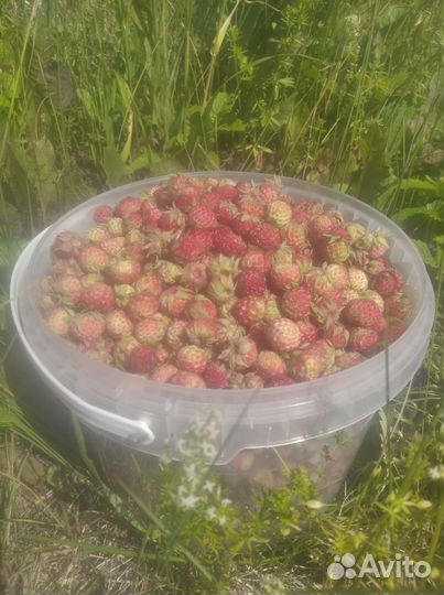 Клубника лесная д. Сизёво