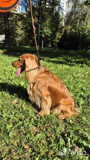 Кобель английский кокер-спаниель вязка