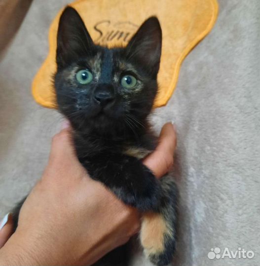 Котята девчонки в добрые руки