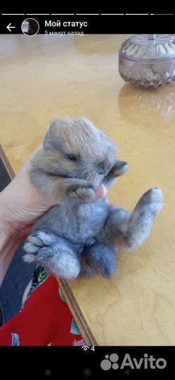 Декоративные крольчата